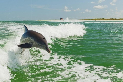 1501 - Gulf Winds - image 10