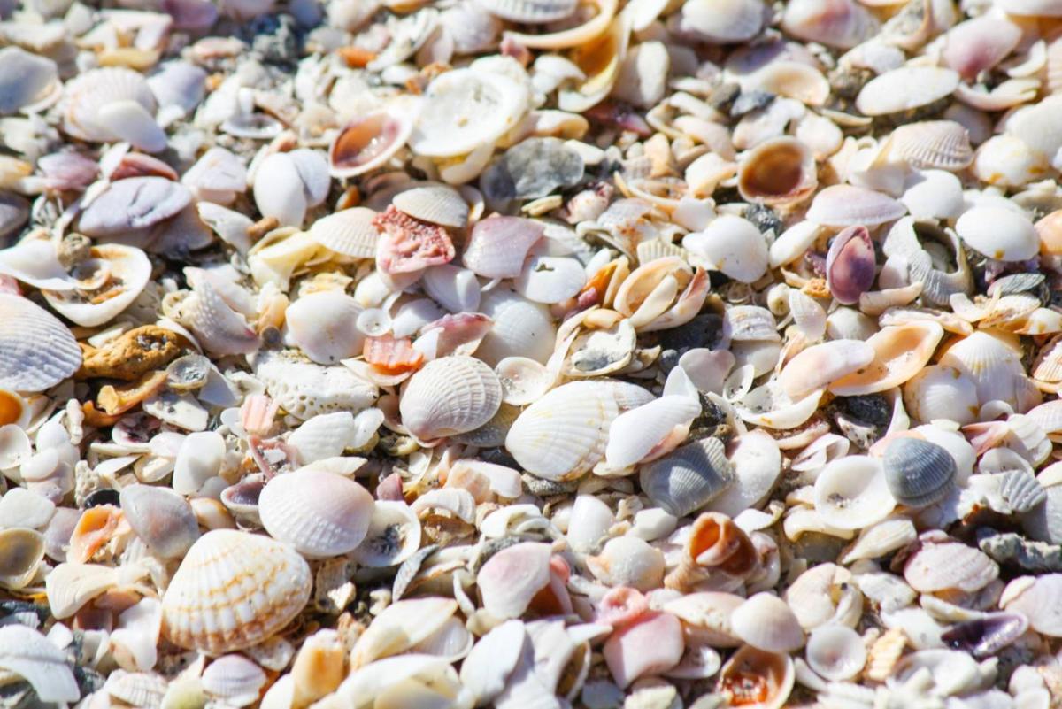 408 - Sea Breeze - image 4