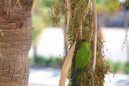 403 - Madeira Norte - image 44