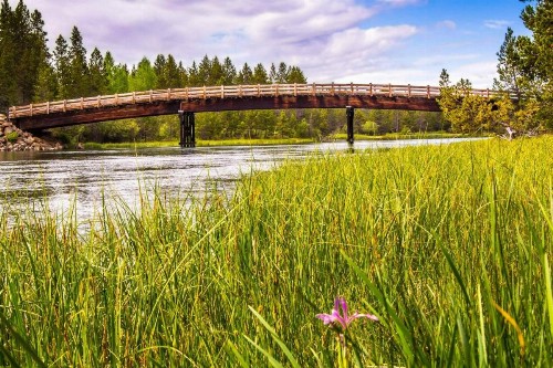 Red Alder 3 - image 9