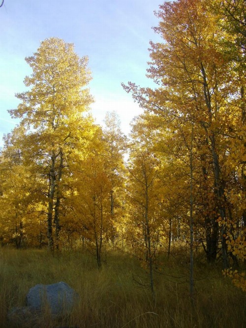 Tahoma Meadows Cottages - image 15