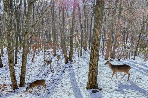 Northridge 468 - image 6