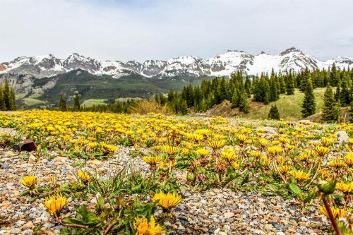 Rocky Mountain Lookout - image 6