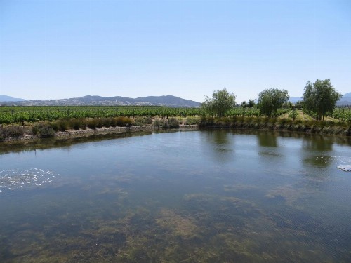 Ponte Vineyard Inn - image 3
