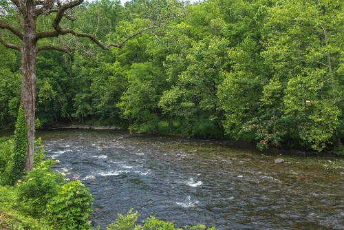 Treetop Tennessee - image 10
