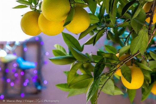 Adobe Rose Inn - image 29