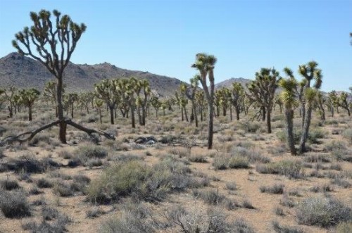 9 Palms Inn - image 25