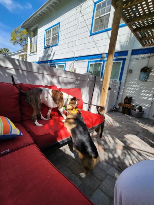 Tybee Island Inn Bed & Breakfast - image 10