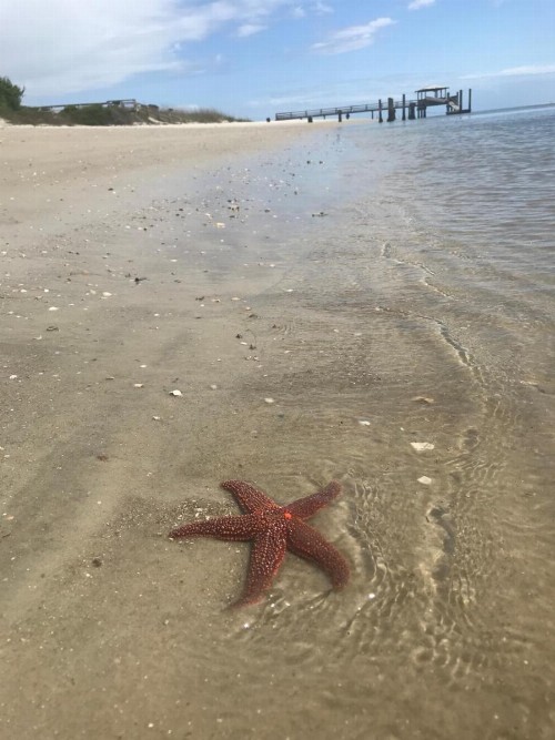 Hotel Tybee - image 17