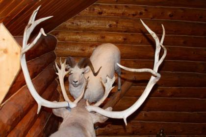 Wise Old Hunter Lodge - image 15