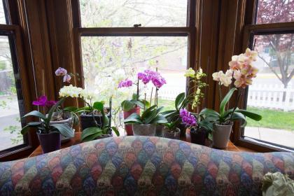 The Iris Inn - image 14