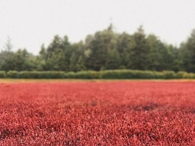 Tentrr - Cranberry Overlook at Black Moon Farms - image 4