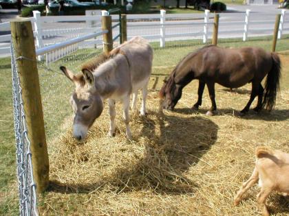 Amish View Inn & Suites - image 12