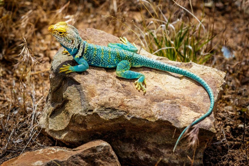 Stone Lizard Lodging - image 6
