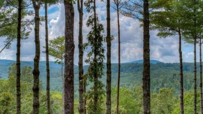 Pine Cone Mountain by Escape to Blue Ridge - image 2