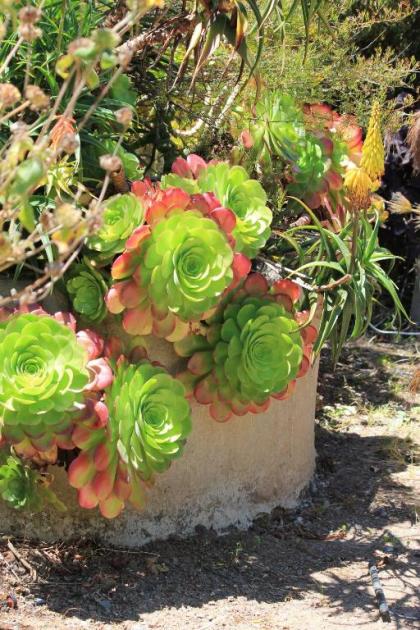 Bodega Bay Inn - image 12
