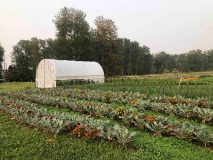 Bodhi Farms - image 16