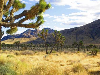 Fairfield Inn & Suites Twentynine Palms - Joshua Tree National Park - image 3