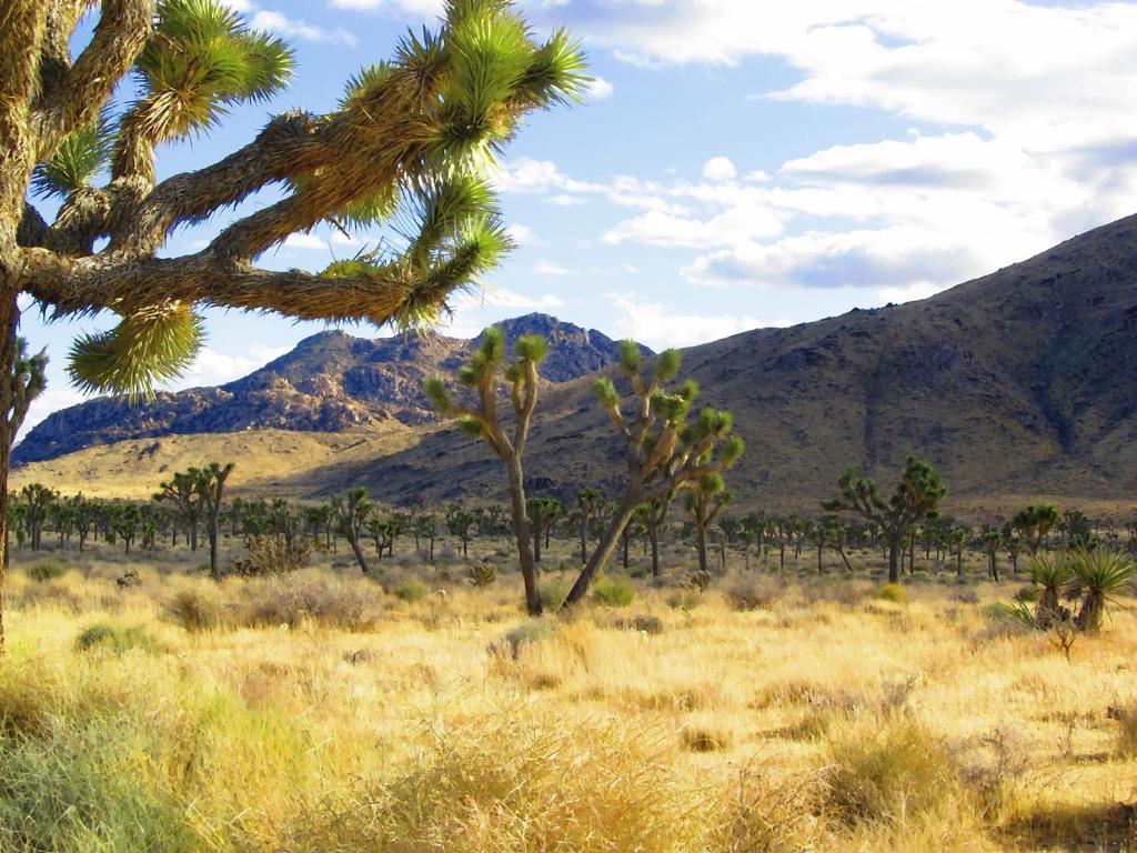 Fairfield Inn & Suites Twentynine Palms - Joshua Tree National Park - image 3