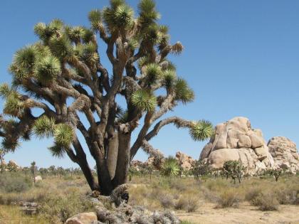 Fairfield Inn & Suites Twentynine Palms - Joshua Tree National Park - image 5
