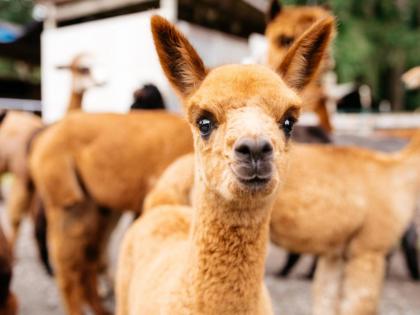 Tentrr - Cascade Rose Alpaca Farm Stay - image 2