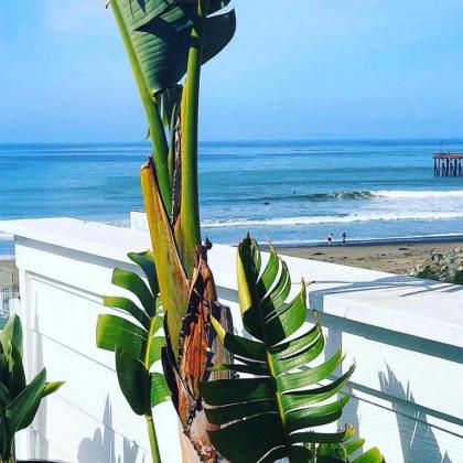 Pier View Suites - image 11