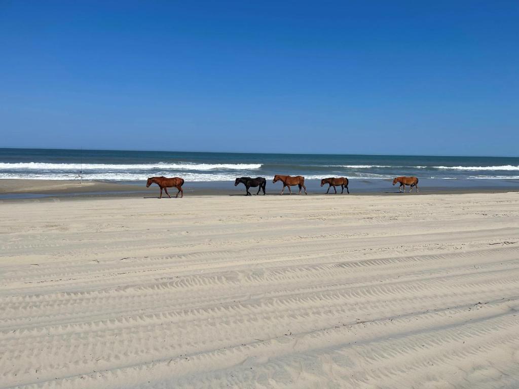Oceanfront grandeur 4x4 Outerbanks -Hemingway - image 2