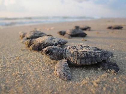 Marquesas by Padre Escapes - image 2