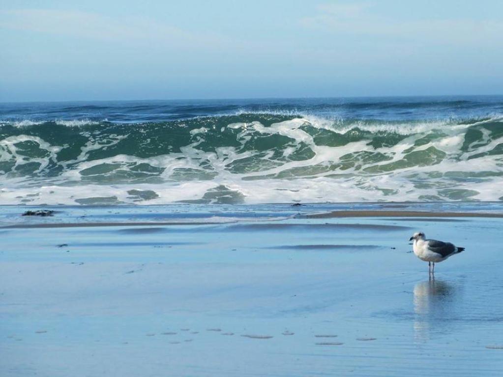 Breaking Waves! On the Bluff! AMAZING VIEWS!! BBQ! Fast WiFi! Walk to Beach!!! - image 5