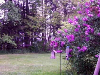 Twilite Motel - image 7