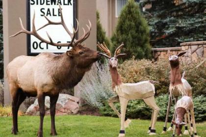 Quality Inn near Rocky Mountain National Park - image 4