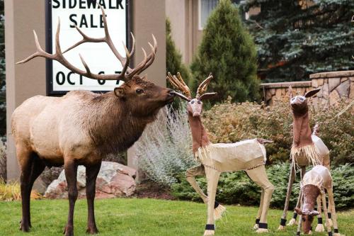 Quality Inn near Rocky Mountain National Park - image 4