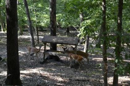 Apple Blossom Inn - image 4