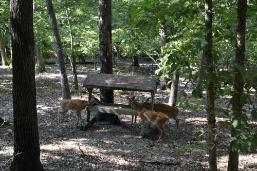 Apple Blossom Inn - image 5