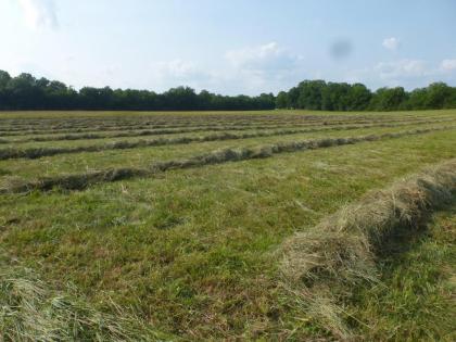 Mulberry Lavender Farm and B&B - image 7