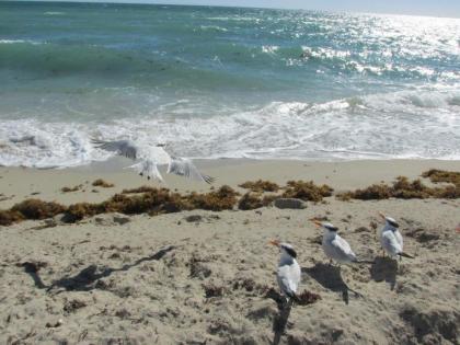Ocean Breeze - image 3