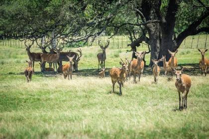 Home on the Range - Guesthouse - image 11