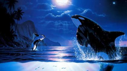 The Orca Inn - image 8