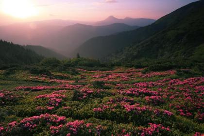 Above Ole Smoky’s Clouds 1 Bedroom Hot Tub WiFI Pets Sleeps 4 - image 2
