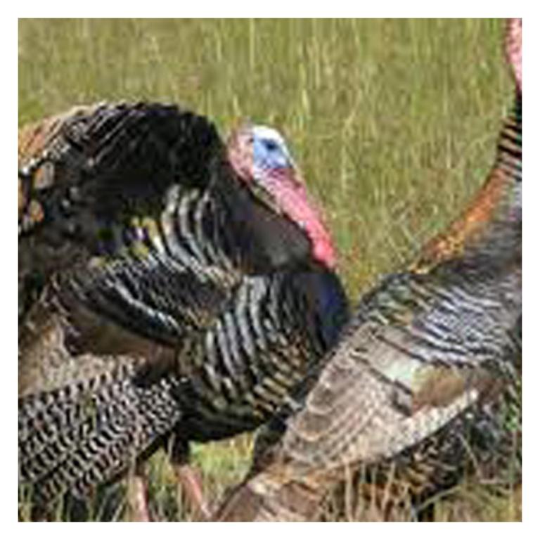 Executive 4bdr Country Getaway-Bachelor(ette) Wedding Parties Welcome - image 2