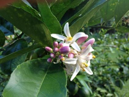 Heavenly Hana Paradise - image 11