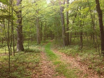 Tentrr - Whippoorwill Woods - image 2