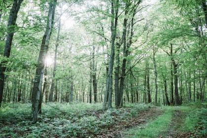 Tentrr - Whippoorwill Woods - image 4