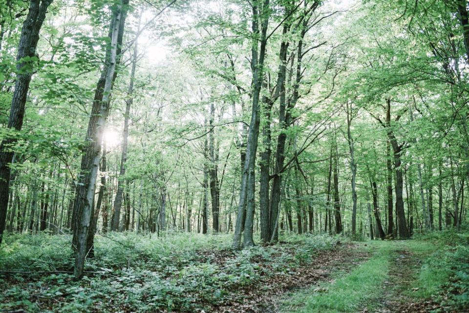Tentrr - Whippoorwill Woods - image 4
