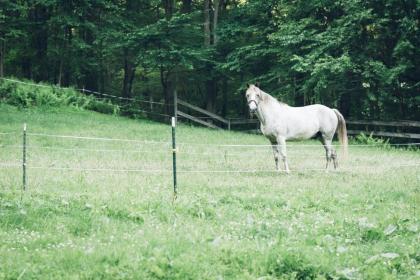 Tentrr - Whippoorwill Woods - image 8