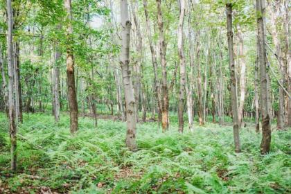 Tentrr - Whippoorwill Woods - image 9