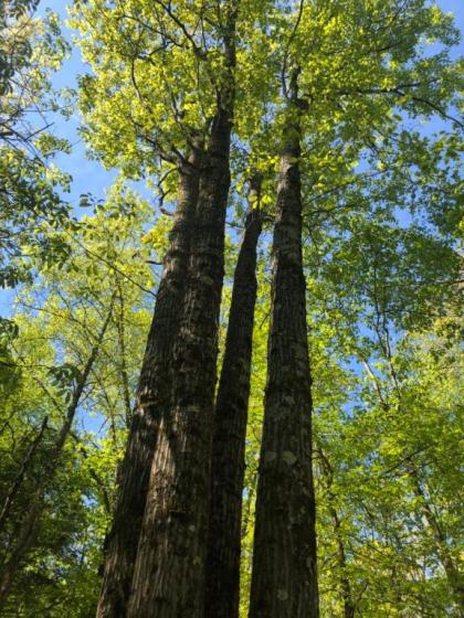 Tentrr Signature Site - Four Oaks at Camp Temike - image 4