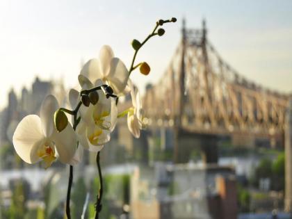 Z NYC Hotel - image 5