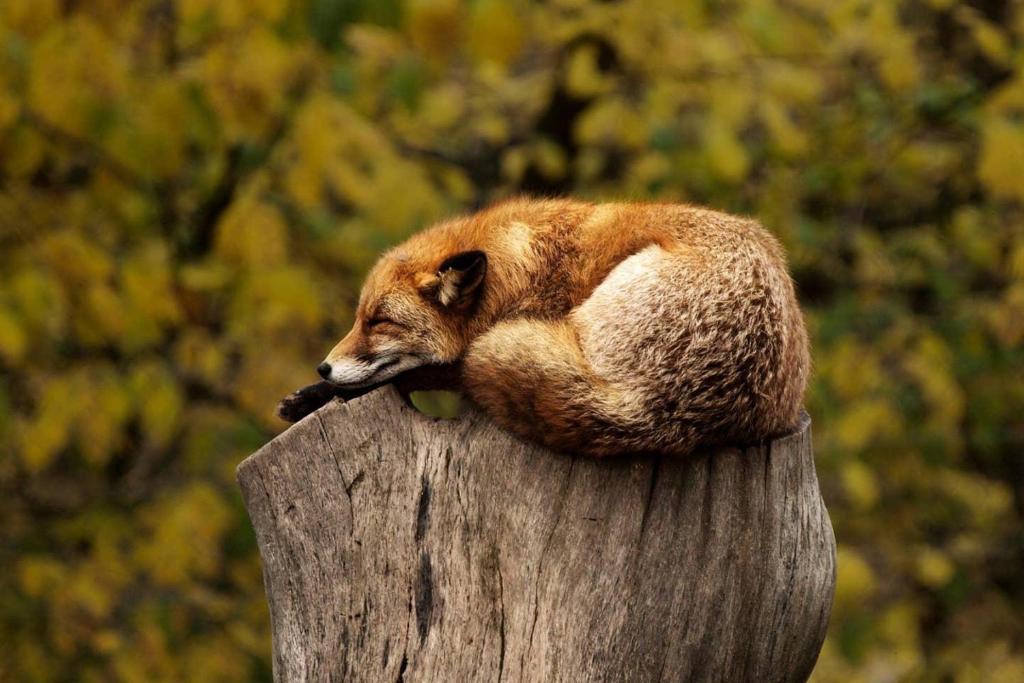 Foxwood by Casago McCall - Donerightmanagement - image 6