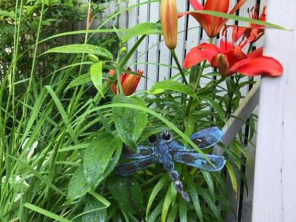 Dragonfly Guest House - image 3